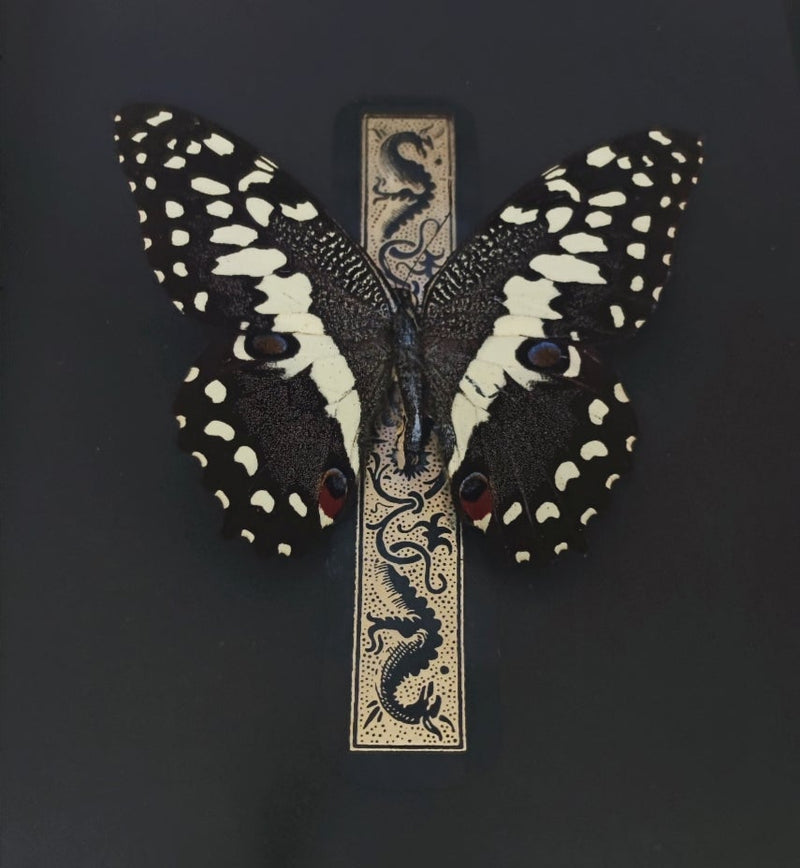 Papilio Demodocus Citrus Swallowtail Schmetterling Gerahmt