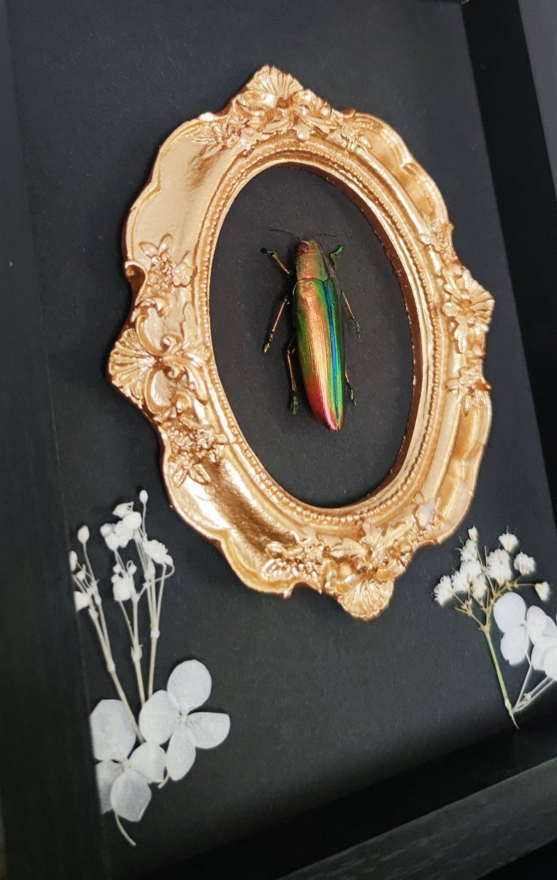 Juwelkäfer (Chrysochroa) im Ornament Rahmen