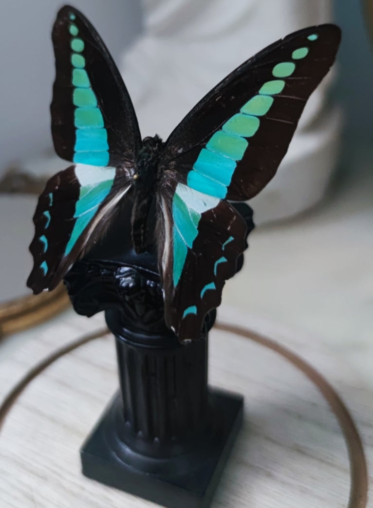 Kolibrifalter (Graphium Sarpedon) in Dekoglocke