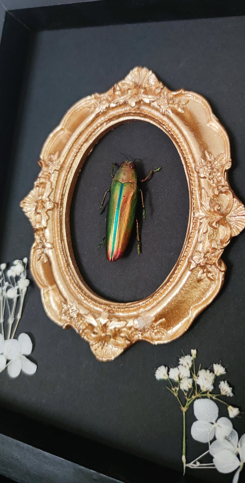 Juwelkäfer (Chrysochroa) im Ornament Rahmen