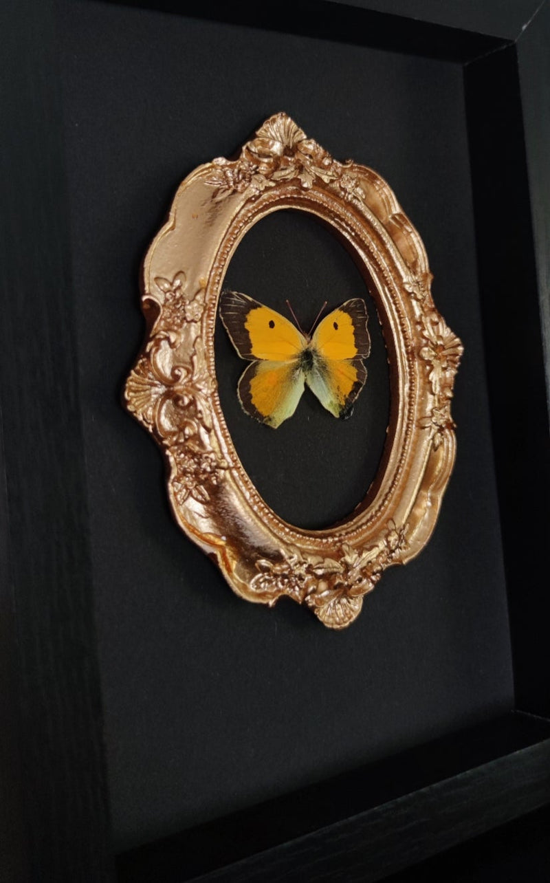 Orangeroter Heufalter (Colias myrmidone) in Ornament Bilderrahmen