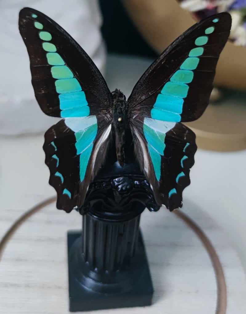 Kolibrifalter (Graphium Sarpedon) in Dekoglocke