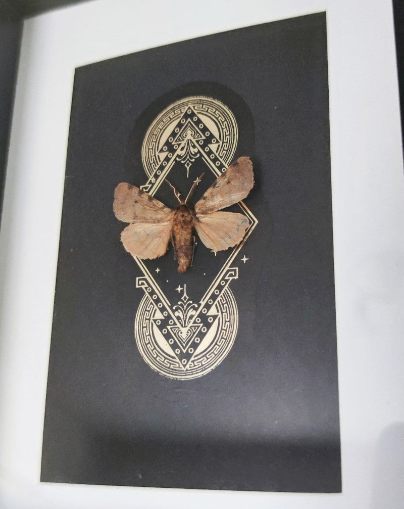 Ornament Motte Gerahmt